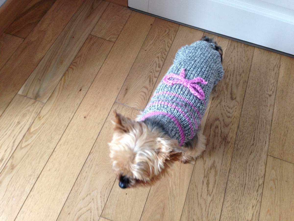 Modele tricot manteau pour yorkshire sale