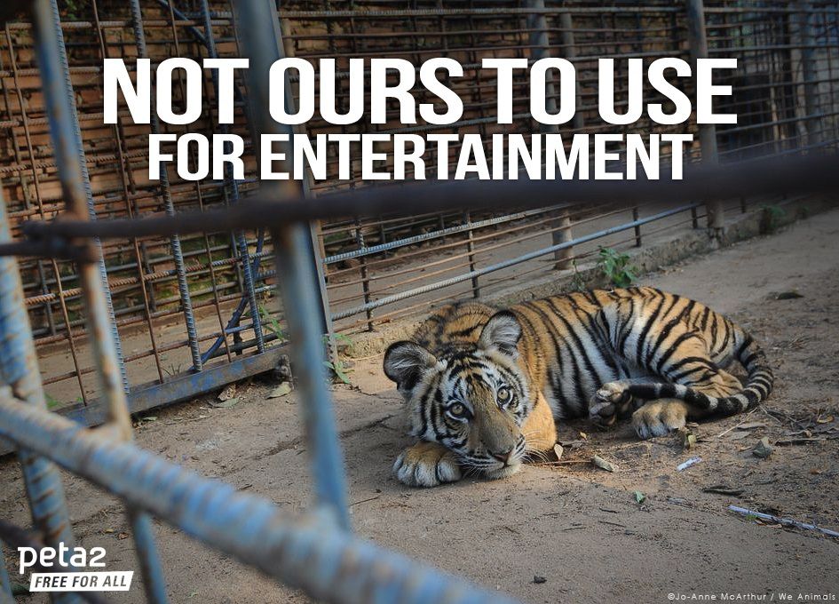 Using animals for entertainment - TIYI AYEVA Using animals for entertainment - TIYI AYEVA