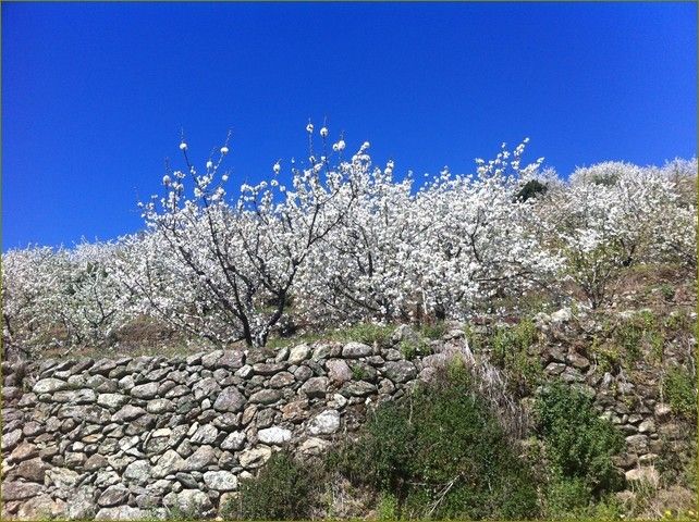 valle del jerte