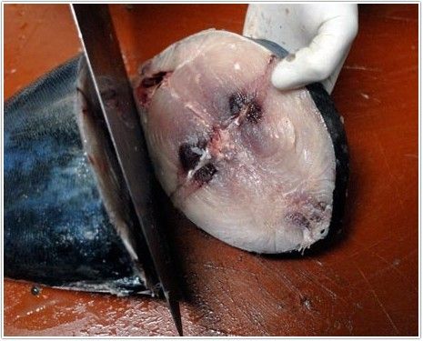 bonito