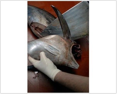 bonito