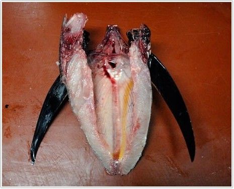 bonito