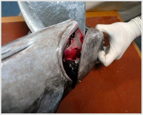 bonito