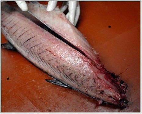 bonito