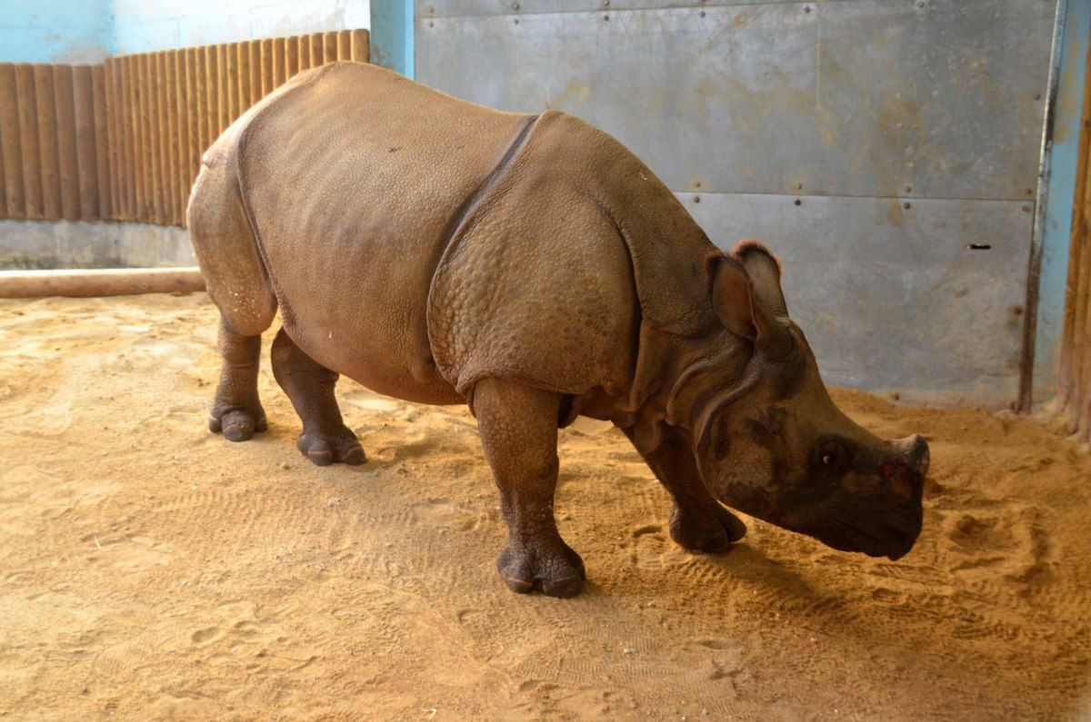 Salyan, une nouvelle pensionnaire rhinocéros est arrivée à Touroparc. 