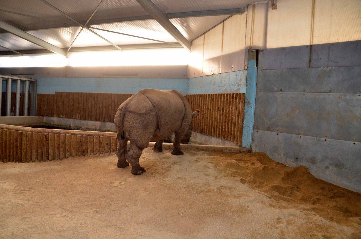 Salyan, une nouvelle pensionnaire rhinocéros est arrivée à Touroparc. 