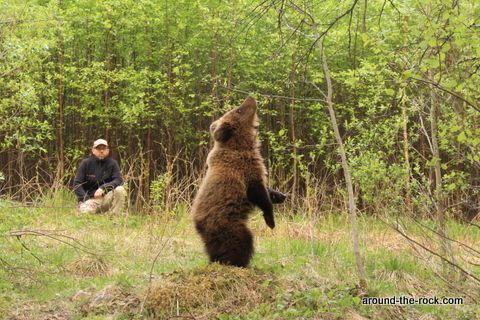  Eco-volunteer program for the rehabilitation of brown bears in Karelia - Russia 