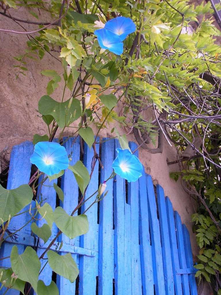 liserons et portail bleus dans  une village de la Drôme ! ( août 2011 )