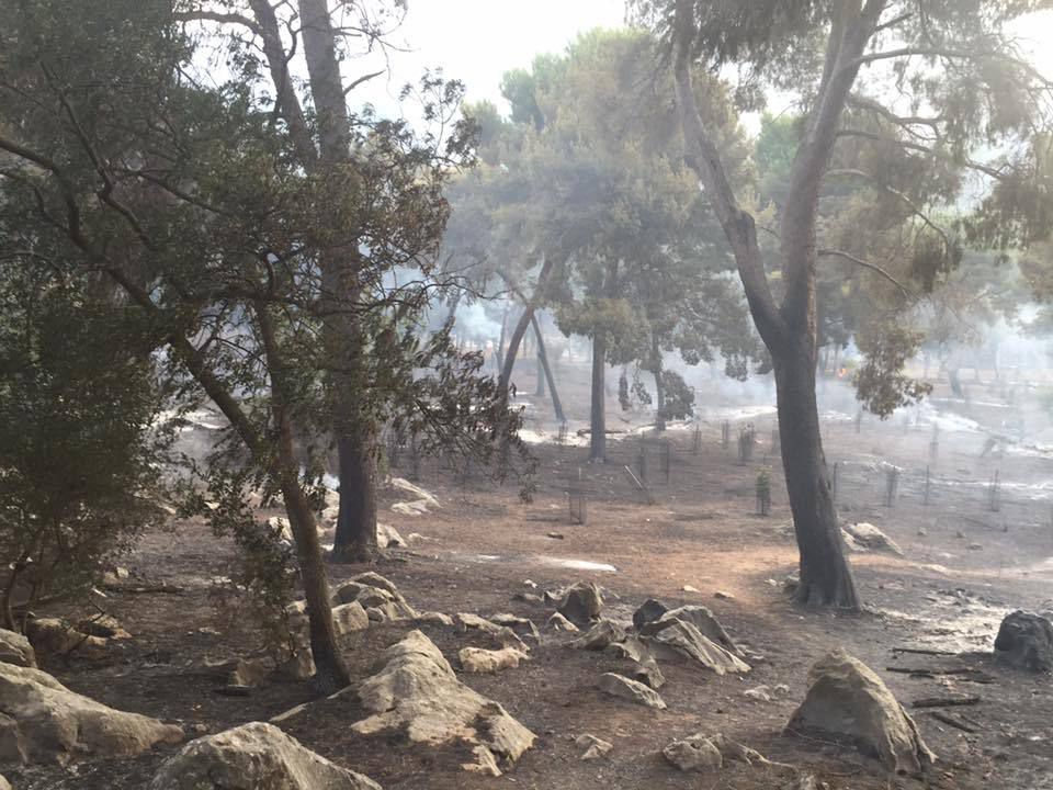 Gli incendi a Monte Pellegrino di giugno 2016, con effetti devastanti