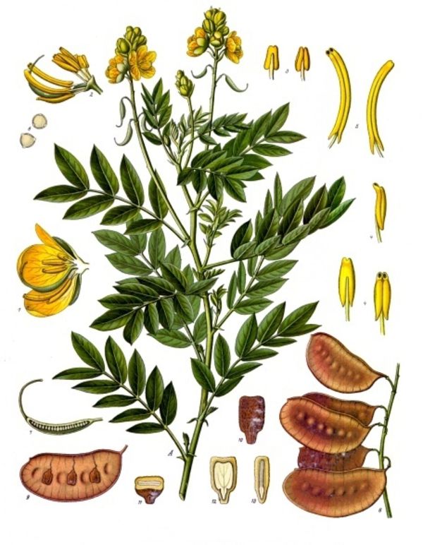  La feuille de séné ou sana maki "السنا مكي" est une plante médicinale utilisée comme puissant laxatif