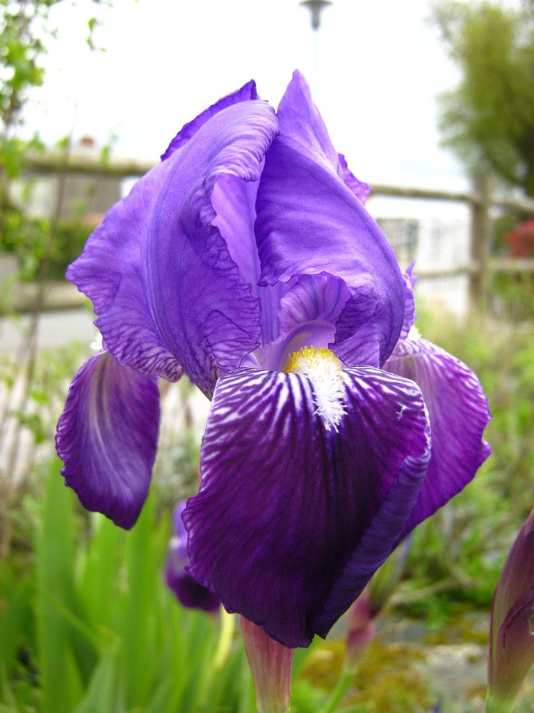 Iris des jardins