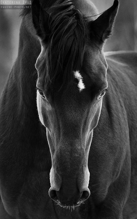 Résultat de recherche d'images pour 'cheval en noir et blanc'