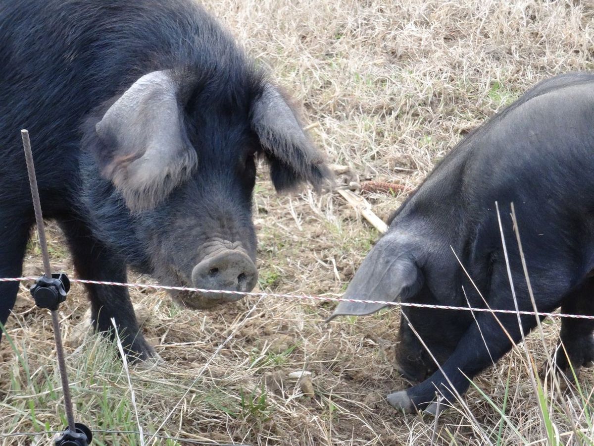 Les cochons d'Allan (après on se demande pourquoi j'ai 1 heure de pause ... mais c'est trop drôle) 