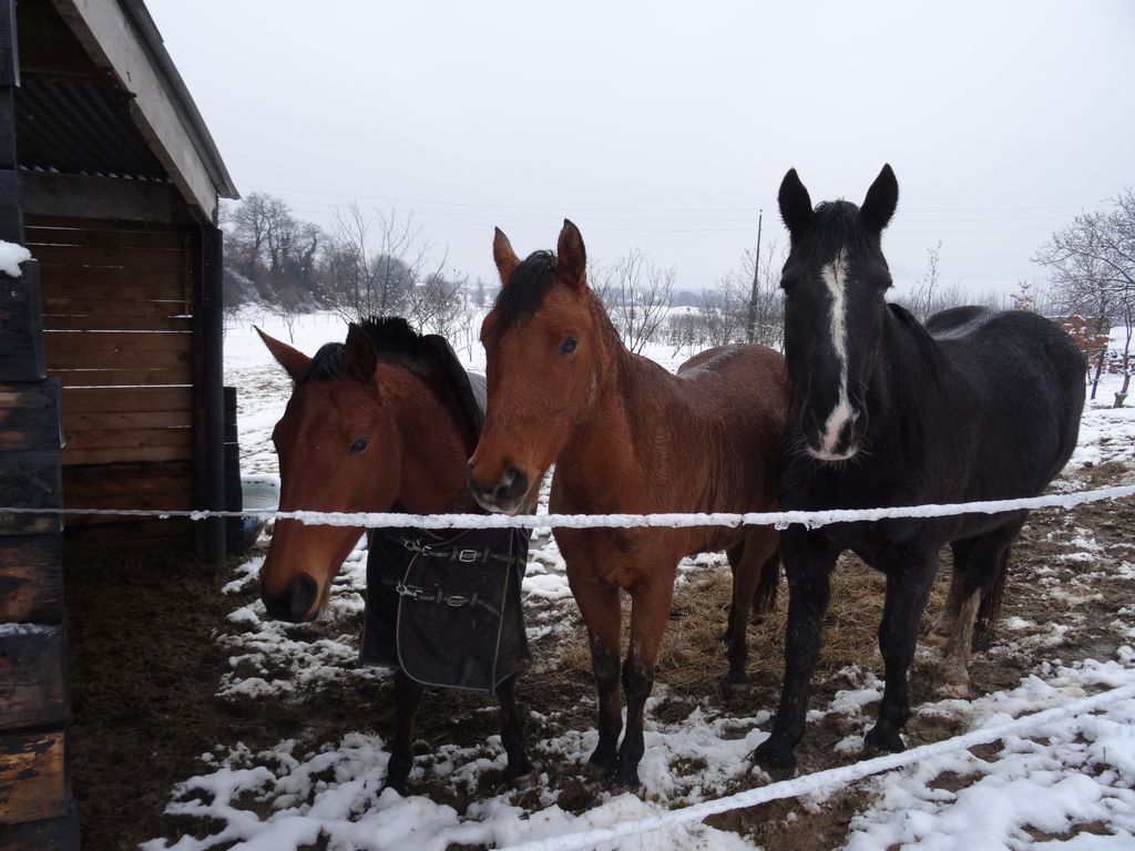 Les chevaux sont dehors, mais moi je vais sortir le mulet !