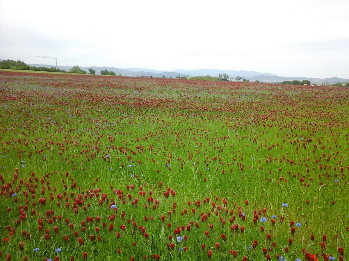 gorges de l'Ay et champs de fleurs