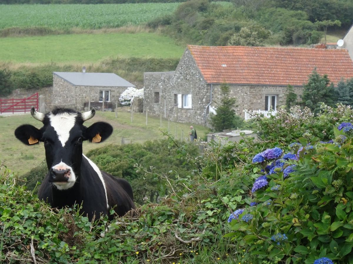 oh la Vache !!!