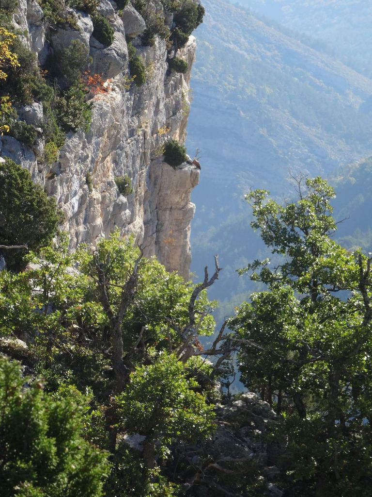 Et là, on distingue un premier vautour sur son perchoir ...