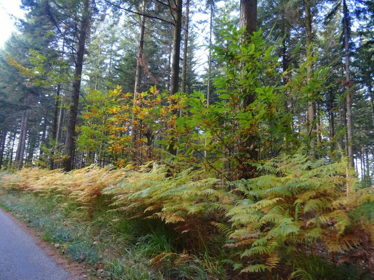 Belles couleurs à la descente vers Roybon 