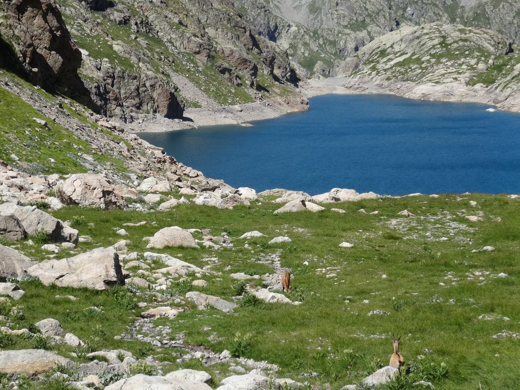Cherchez les chamois ! 