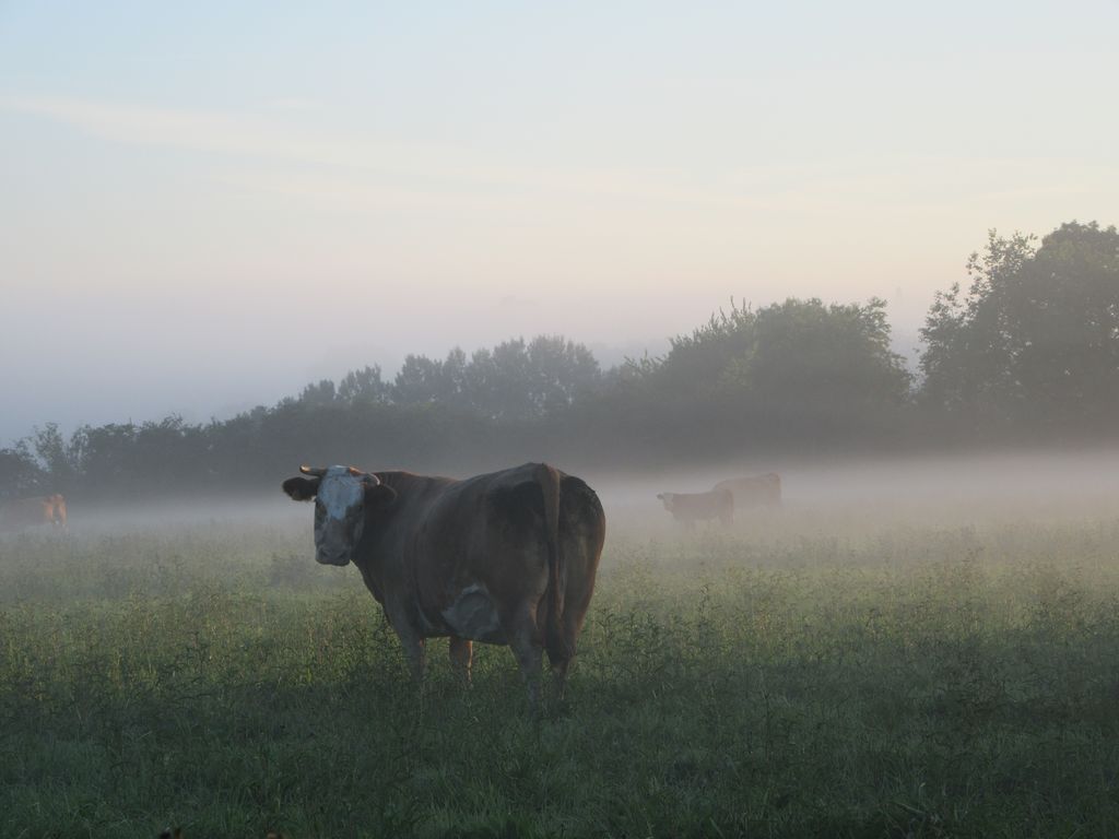 Des vaches dans la brume ...