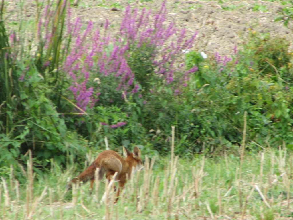 Oups, un renard !