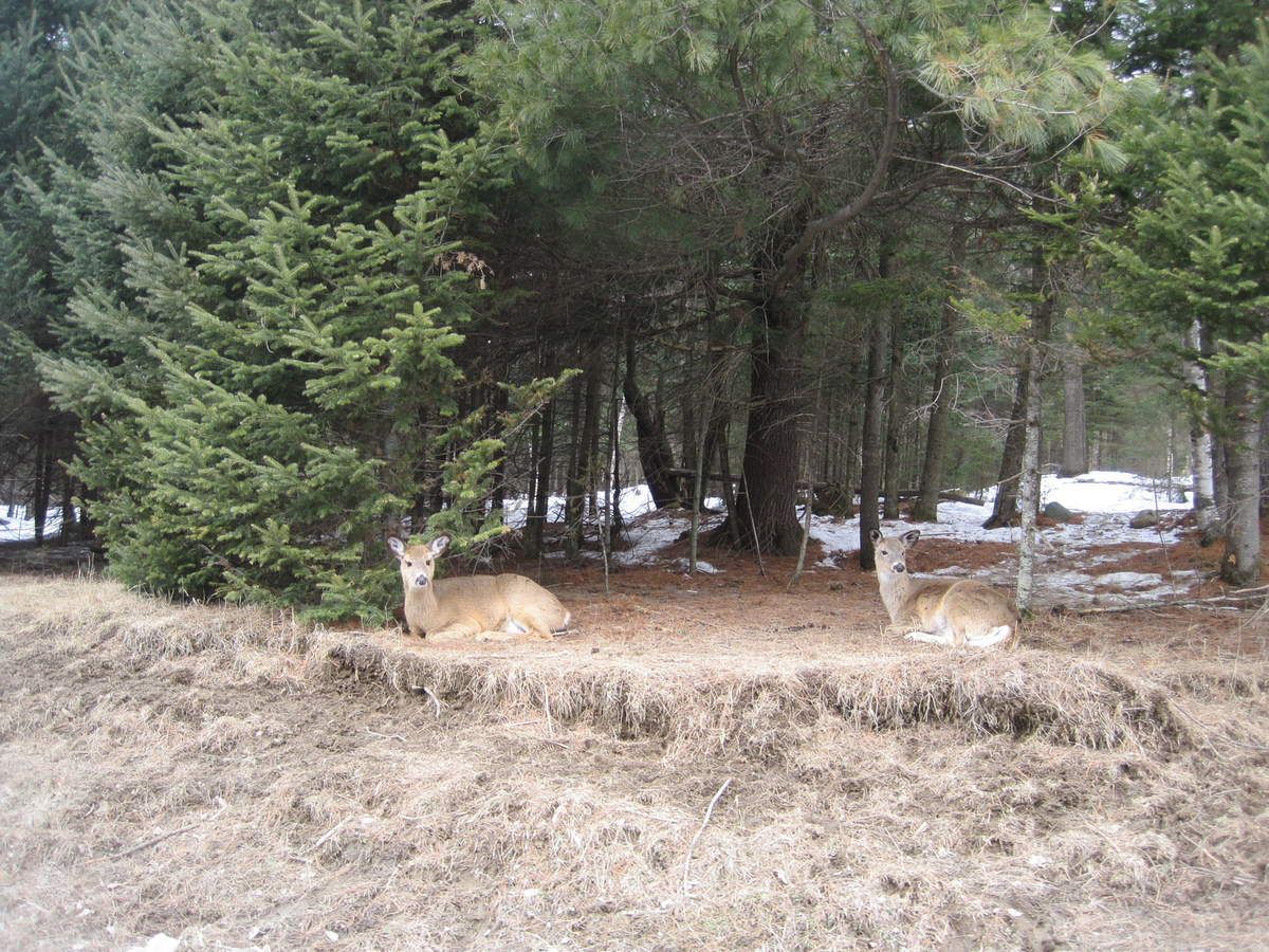 animaux rencontre quebec