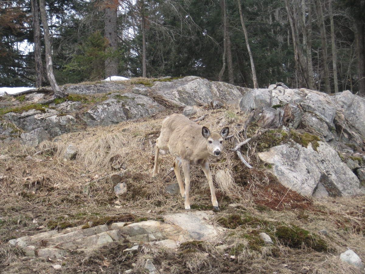 rencontre par animaux