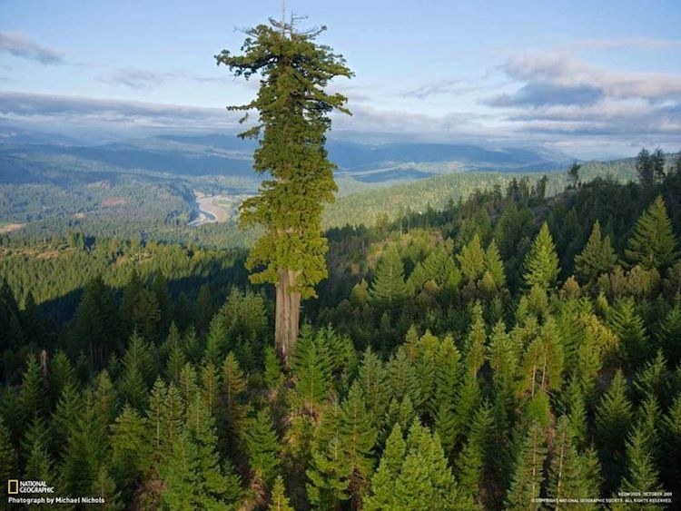 albero alto albero alto