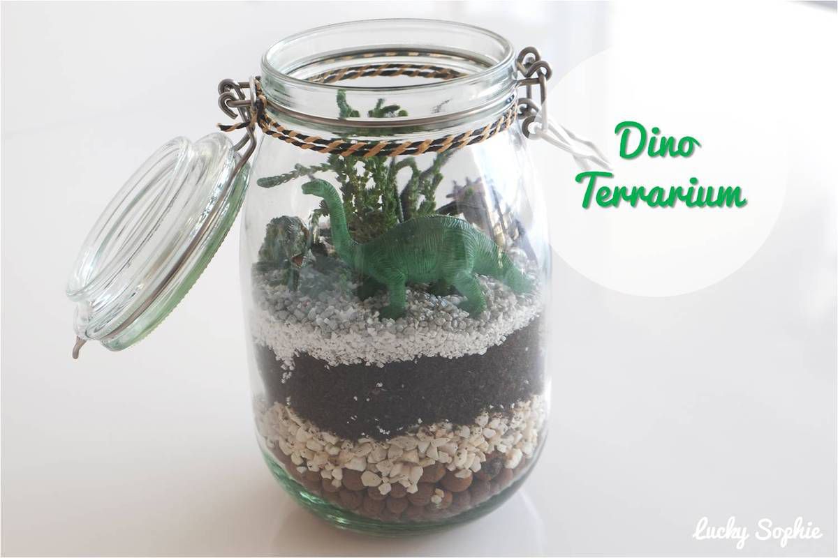 Créer un terrarium avec des succulentes