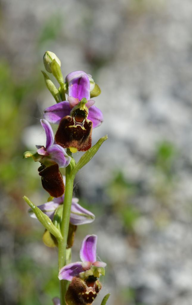 Ophrys fuciflora : l'Ophrys bourdon ...