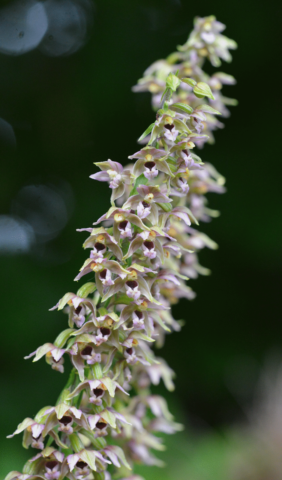 Epipactis helleborine : une orchidée sauvage de mon jardin ...