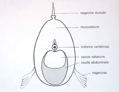Les exercices à osteokhondroze de larticulation humérale de vidéo