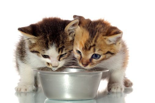 Cosa dar da mangiare ai gattini piccoli? - Gatti e gattini