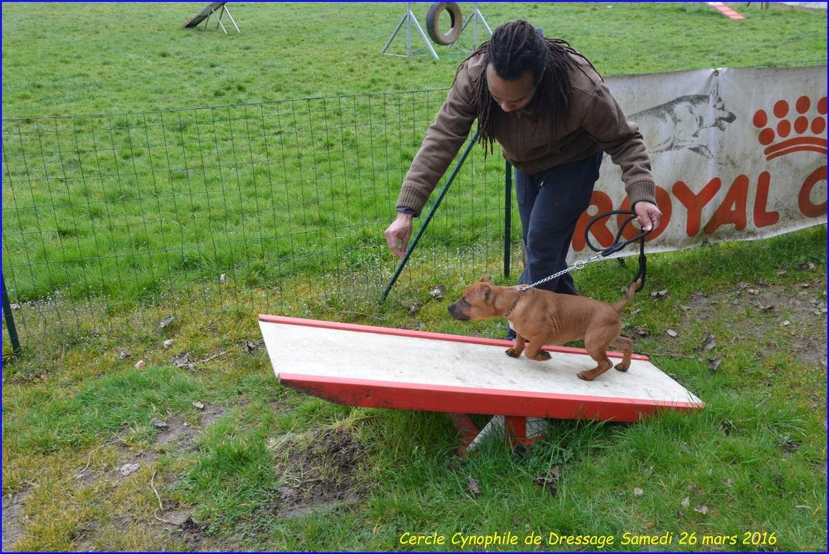 école du chiot: petit STAFFIE de 5 mois 1ER COURS - cercle école du chiot: petit STAFFIE de 5 mois 1ER COURS - cercle