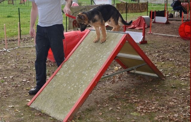 L’ÉCOLE DU CHIOT: l'apprentissage des jeunes chiots L’ÉCOLE DU CHIOT: l'apprentissage des jeunes chiots