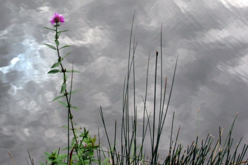 LE PRINTEMPS DES POÈTES ...à LA MEDIATHEQUE D' OPALE SUD...CE SAMEDI ...