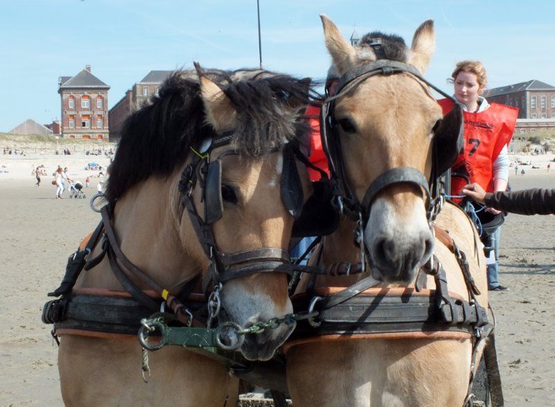 PLUS DE 20 RACES DE CHEVAUX...AU MARATHON D 'ATTELAGE de BERCK...