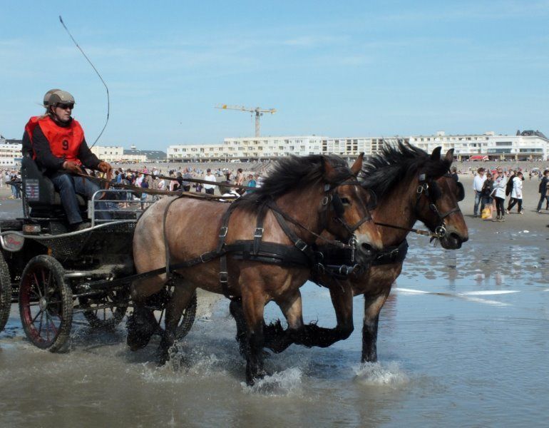 site de rencontre pour les amoureux des chevaux