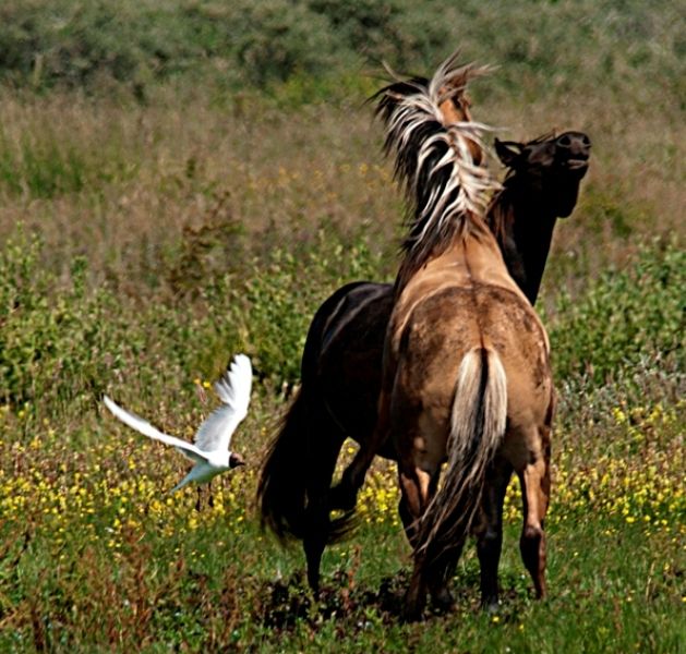 L'HISTOIRE DU CHEVAL HENSON...LE ROI DU MARQUENTERRE...N°1