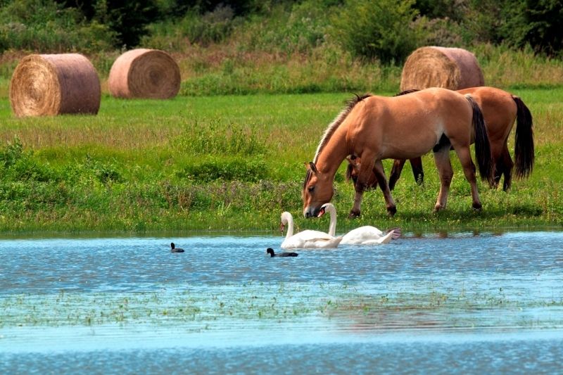 L'HISTOIRE DU CHEVAL HENSON...LE ROI DU MARQUENTERRE...N°3...et FIN .