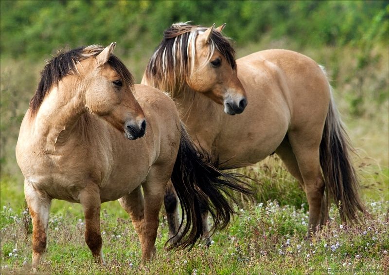 L'HISTOIRE DU CHEVAL HENSON...LE ROI DU MARQUENTERRE...N°3...et FIN .