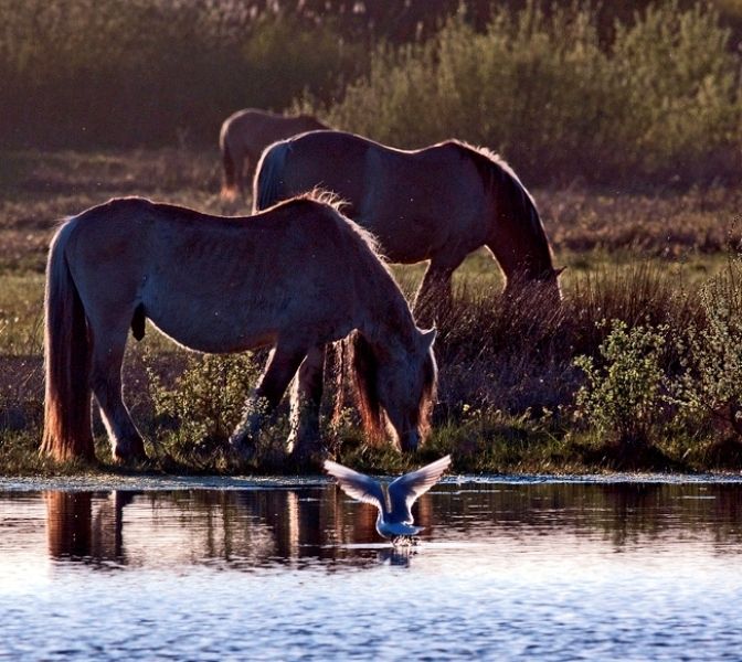 L'HISTOIRE DU CHEVAL HENSON...LE ROI DU MARQUENTERRE...N°3...et FIN .