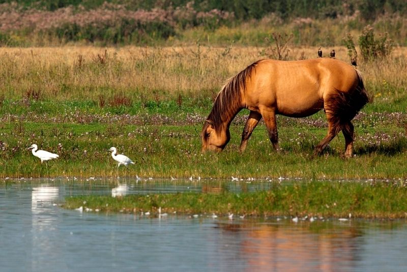 L'HISTOIRE DU CHEVAL HENSON...LE ROI DU MARQUENTERRE...N°3...et FIN .