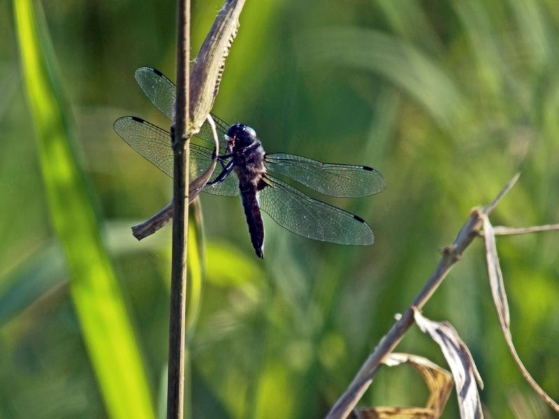 LIBELLULES VRAIES ou DEMOISELLES ...VOUS (RE)CONNAISSEZ ?
