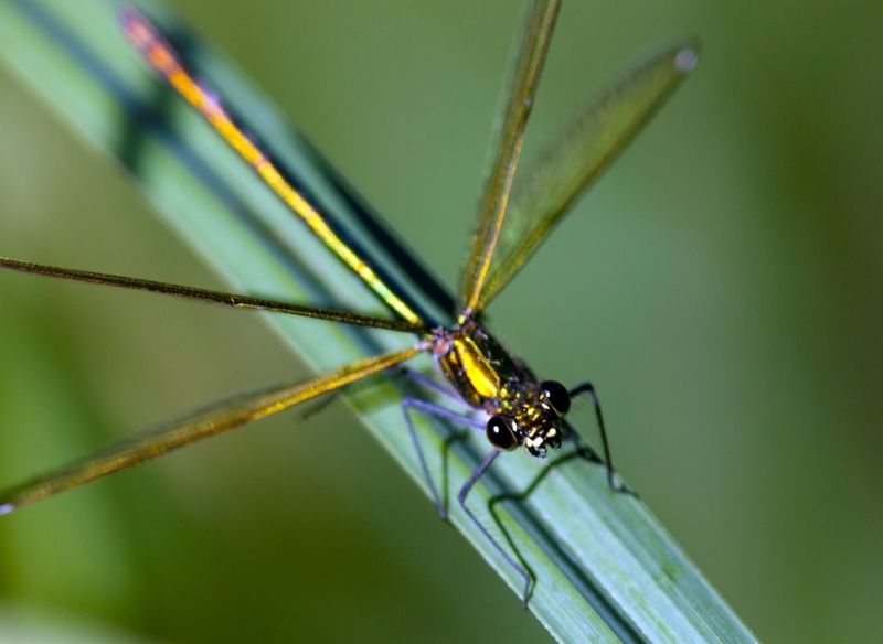 LIBELLULES VRAIES ou DEMOISELLES ...VOUS (RE)CONNAISSEZ ?