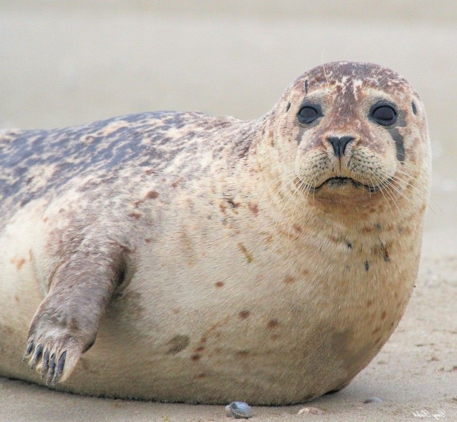 UN OEIL DANS LE youTUBE...LES PHOQUES A BERCK SUR MER...