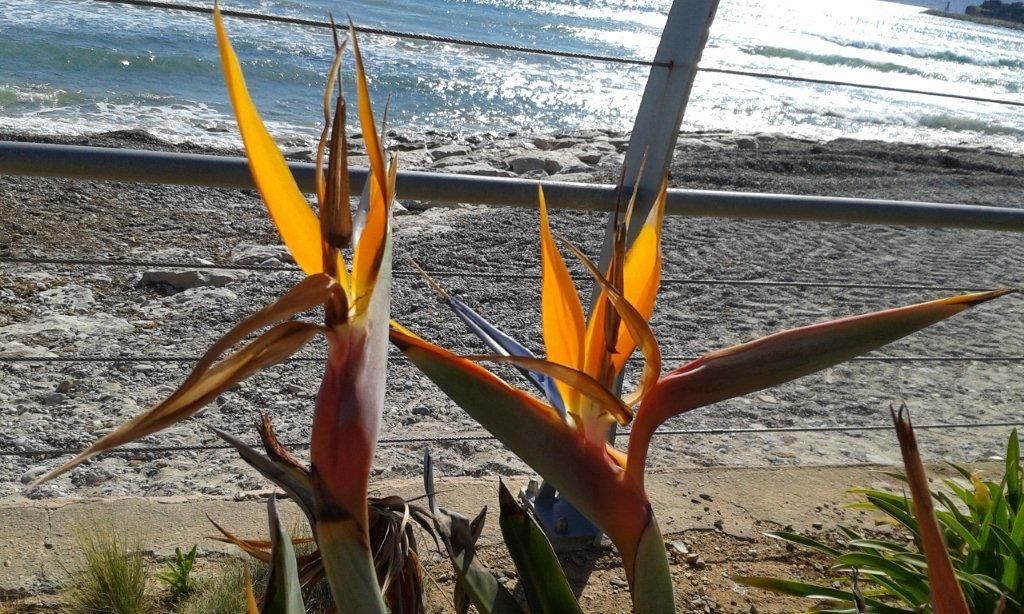 Une partie de pétanque...