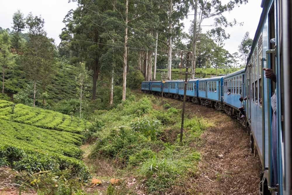le train longe les plantations de thé