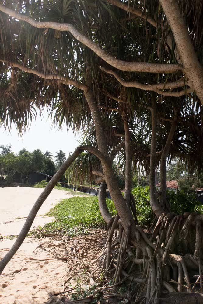 Les palétuviers bordent la plage de Midigama