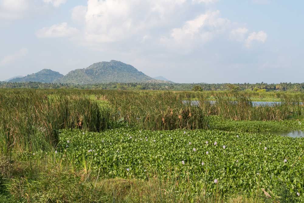 roseaux et jacinthes d'eau sur le lac à Tissamaharama